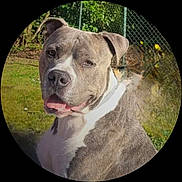 Pegase participe au concours pour gagner de l'argent avec cette photo : animal, canine, daytime, dog, ears, fence, friendly, fur, garden, grass, greenery, mammal, nature, outdoor, pet, pitbull, portrait, sunlight, tongue, vignette