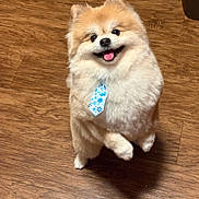 Wolfie is registered to the contest to win money with this photo: adorable, brown_floor, companion, cute, dog, fluffy, fur, happy, indoor, looking_up, pet, playful, pomeranian, portrait, small_dog, smiling, standing, tie, tongue_out, wooden_floor