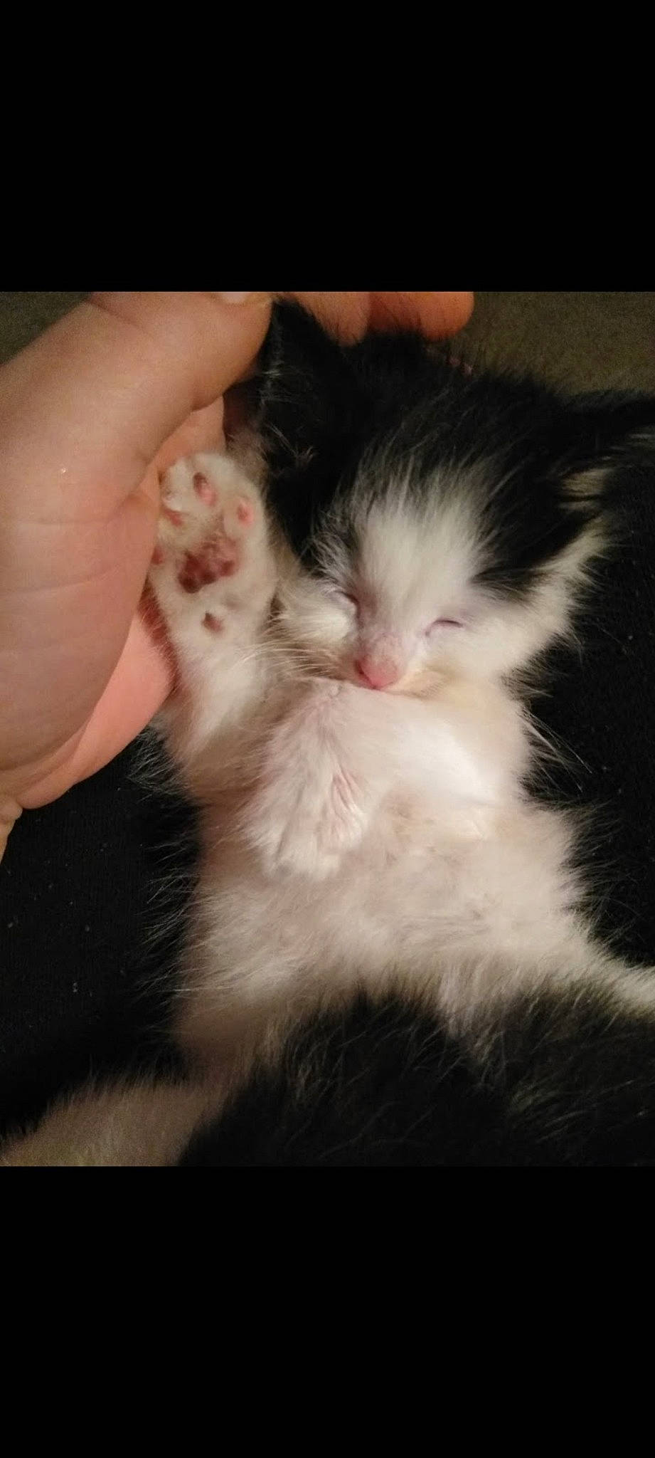 Marty is registered to the contest to win money with this photo: carnivore, cat, claw, cloud, comfort, domestic_short_haired_cat, eye, felidae, finger, fur, gesture, hand, iris, nail, paw, plant, small_to_medium_sized_cats, snout, tail, whiskers