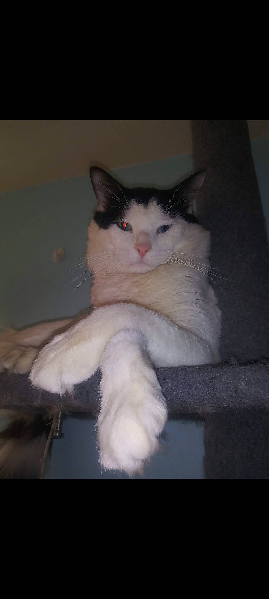 Marty is registered to the contest to win money with this photo: box, carnivore, cat, claw, comfort, darkness, domestic_short_haired_cat, ear, fawn, felidae, foot, fur, paw, sitting, small_to_medium_sized_cats, snout, tail, whiskers