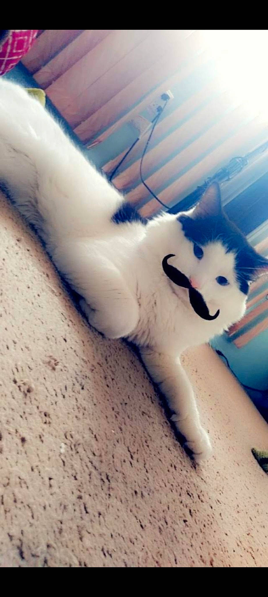 Marty joined the competition — help win amazing prizes! canidae, carnivore, cat, dog_breed, domestic_short_haired_cat, fang, felidae, foot, fur, meteorological_phenomenon, paw, sand, sky, small_to_medium_sized_cats, snow, tail, terrestrial_animal, whiskers, winter, wood