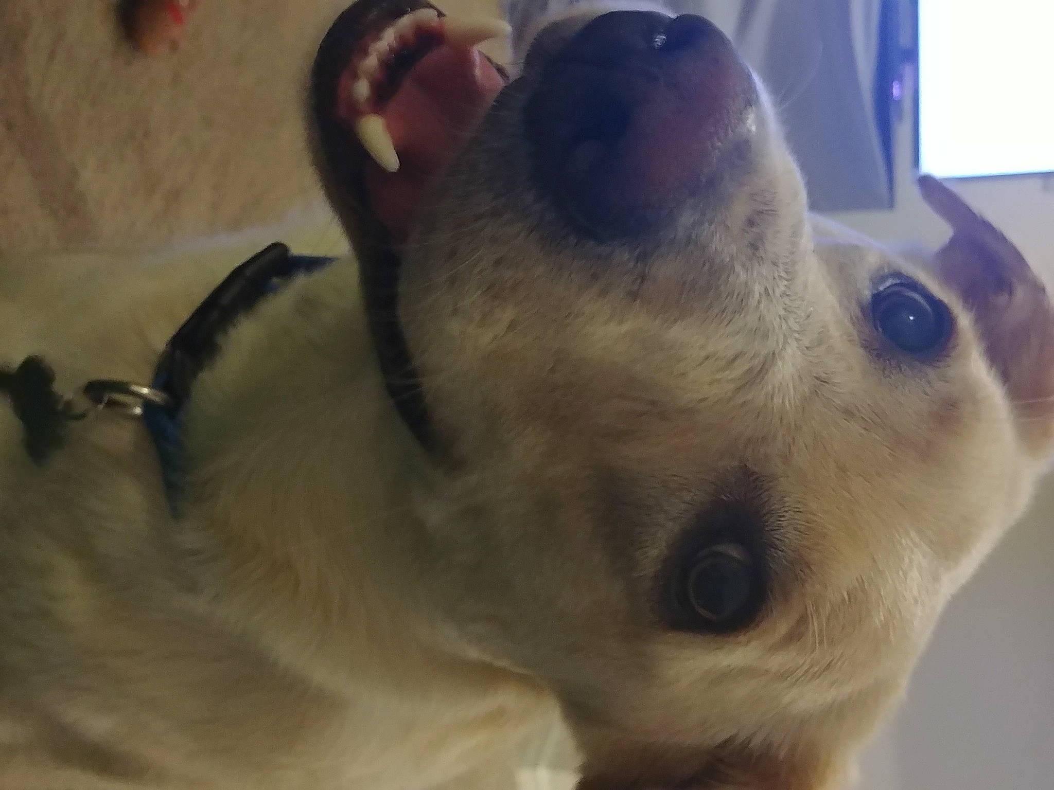 Tucker is registered to the contest to win money with this photo: boston_terrier, canidae, carnivore, dog, dog_breed, ear, eye, fawn, head, mammal, non_sporting_group, nose, snout, sporting_group