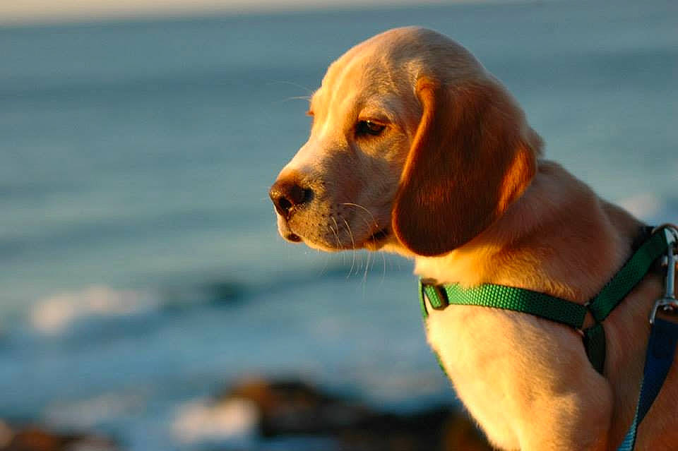 Melvin joined the competition — help win amazing prizes! broholmer, canidae, carnivore, companion_dog, dog, dog_breed, ear, fawn, hound, hunting_dog, mammal, puppy, rare_breed_dog, snout, sporting_group, vertebrate, vizsla