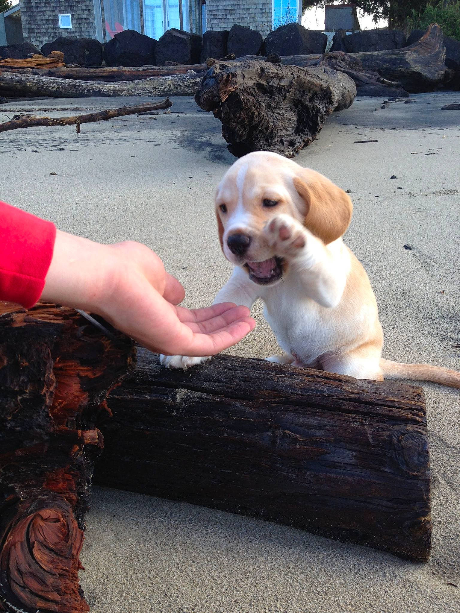 Melvin is registered to the contest to win money with this photo: adventure, canidae, carnivore, companion_dog, dog, dog_breed, fawn, hunting_dog, pointer, puppy, retriever, sporting_group