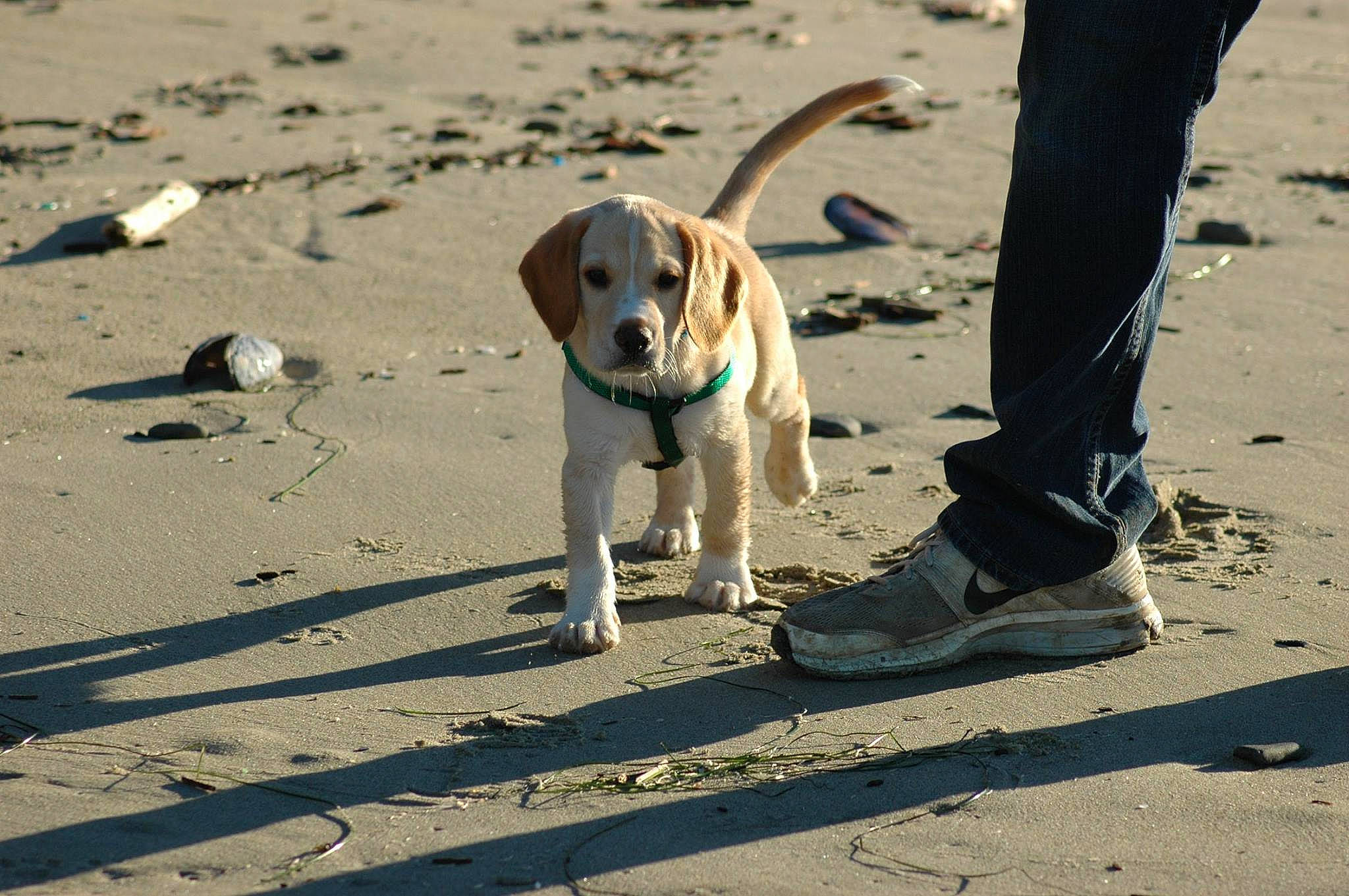 Melvin joined the competition — help win amazing prizes! american_foxhound, beach, beagle, canidae, carnivore, companion_dog, dog, dog_breed, dog_walking, harrier, hunting_dog, leash, sand, snout, sporting_group, street_dog