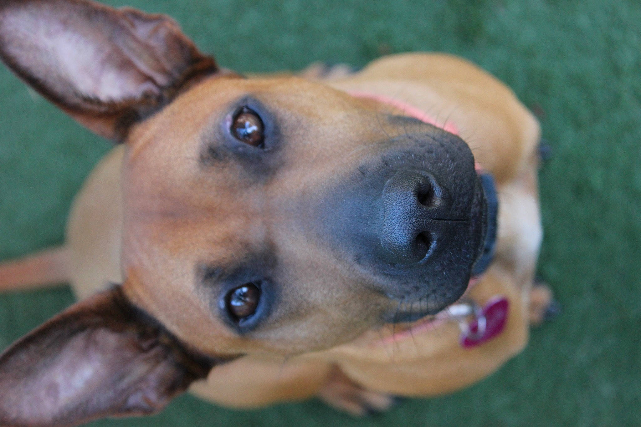 Lexi joined the competition — help win amazing prizes! black_mouth_cur, canidae, carnivore, carolina_dog, dog, dog_breed, ear, fawn, mammal, nose, potcake_dog, puppy, snout, street_dog, vertebrate, whiskers