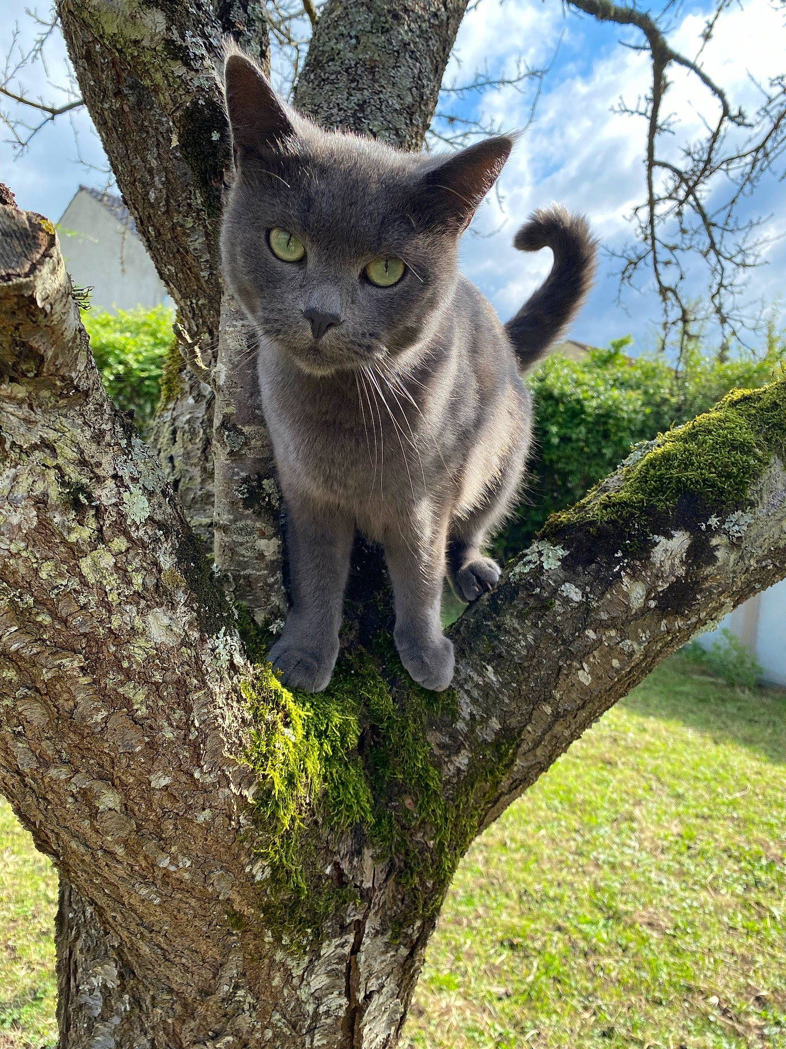 Pumba participe au concours pour gagner de l'argent avec cette photo : branch, carnivore, cat, cloud, domestic_short_haired_cat, felidae, grass, leaf, nature, plant, russian_blue, sky, small_to_medium_sized_cats, snout, tail, tree, trunk, twig, whiskers, woody_plant
