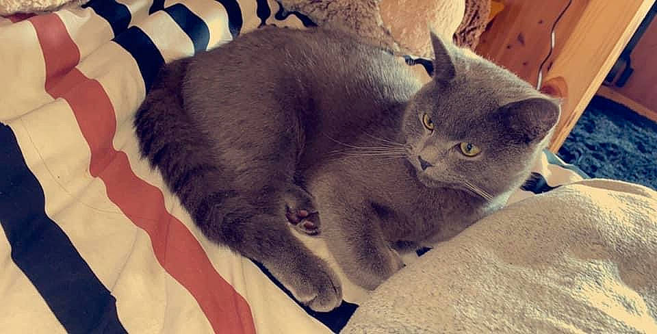 Pumba participe au concours pour gagner de l'argent avec cette photo : carnivore, cat, claw, comfort, domestic_short_haired_cat, eye, felidae, fur, grey, nap, paw, russian_blue, sitting, small_to_medium_sized_cats, snout, tail, whiskers