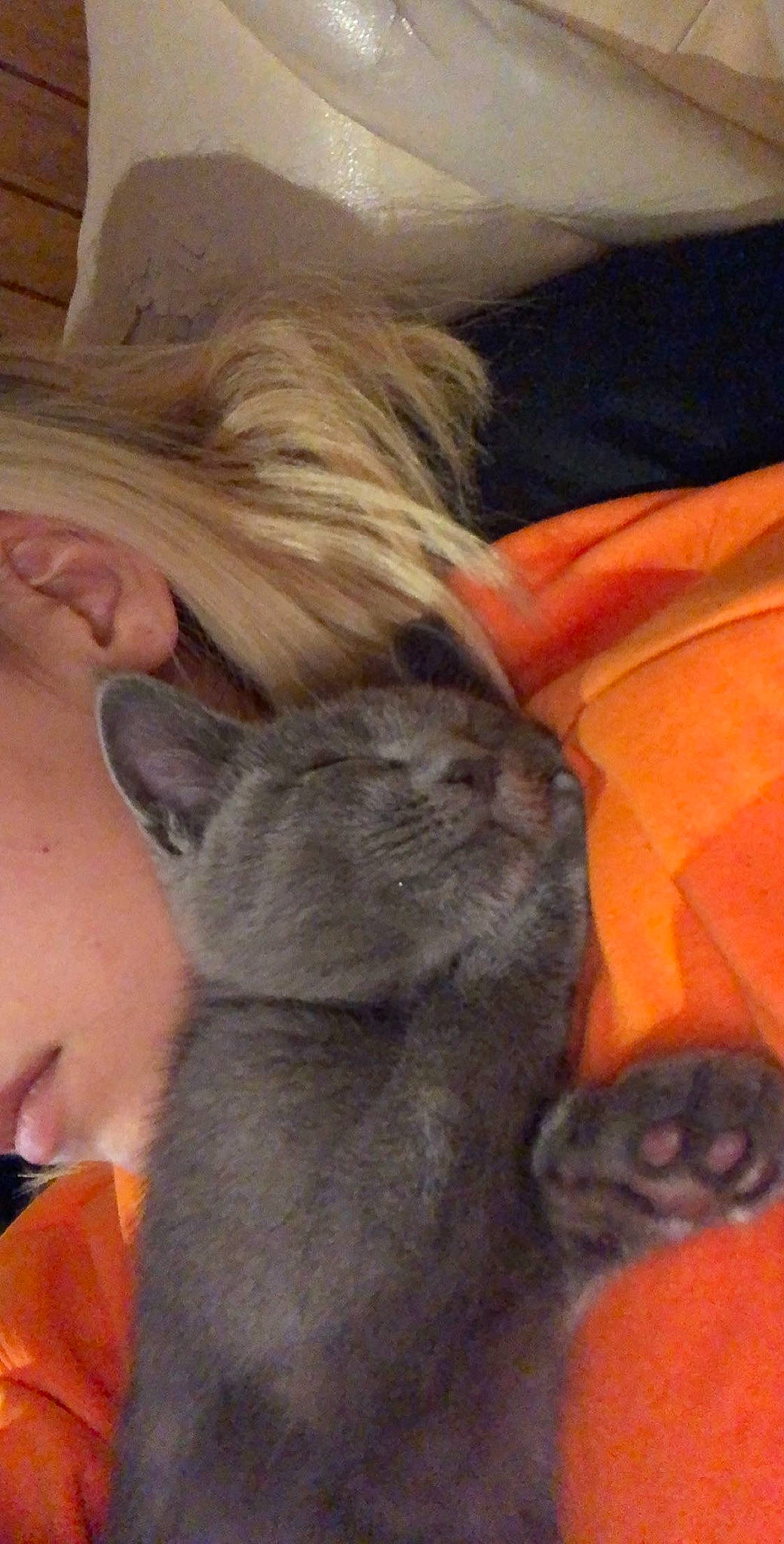 Pumba participe au concours pour gagner de l'argent avec cette photo : canidae, carnivore, cat, claw, comfort, companion_dog, dog_breed, domestic_short_haired_cat, ear, fawn, felidae, fur, gesture, grey, human_leg, paw, small_to_medium_sized_cats, snout, tail, whiskers