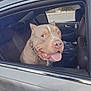 dog, car, window, pet, animal, tongue, happy, smiling, seat, collar, leather_seat, outdoor, daytime, transportation, vehicle, brown_dog, canine, domestic_animal, looking_out, parked_car