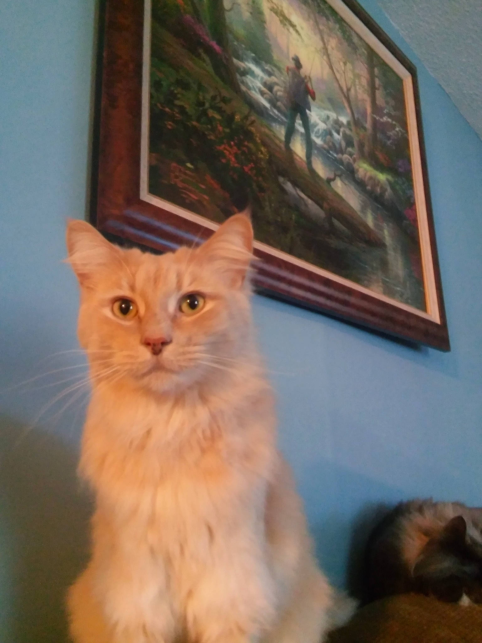 Sunny joined the competition — help win amazing prizes! art, carnivore, cat, domestic_short_haired_cat, door, fawn, felidae, fur, hardwood, iris, paint, picture_frame, room, small_to_medium_sized_cats, snout, tail, visual_arts, whiskers, window, wood