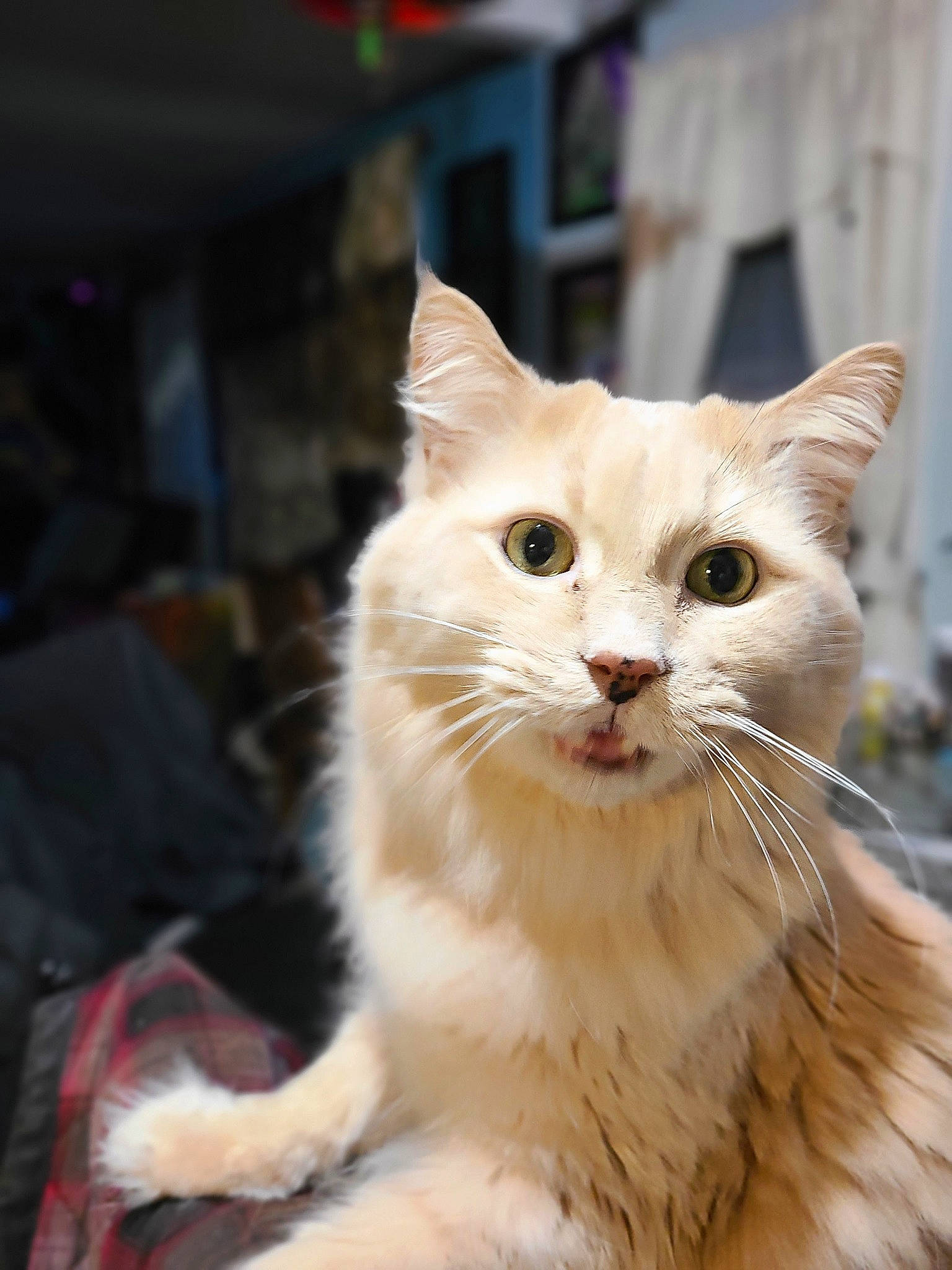 Sunny is registered to the contest to win money with this photo: carnivore, cat, domestic_short_haired_cat, fawn, felidae, fur, small_to_medium_sized_cats, snout, whiskers, window, wood