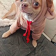 Rose a rejoint le concours — aidez-le/la à gagner de superbes lots ! dog, puppy, costume, hoodie, reindeer, red_pom_pom, cute, pet, indoor, blanket, fabric, small_dog, animal, cozy, patterned_surface, furniture, curious, brown, sitting, closeup