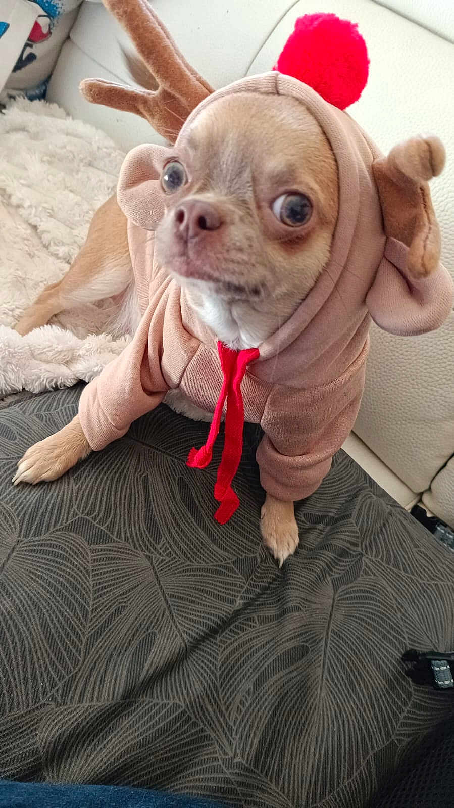 Rose a rejoint le concours — aidez-le/la à gagner de superbes lots ! dog, puppy, costume, hoodie, reindeer, red_pom_pom, cute, pet, indoor, blanket, fabric, small_dog, animal, cozy, patterned_surface, furniture, curious, brown, sitting, closeup