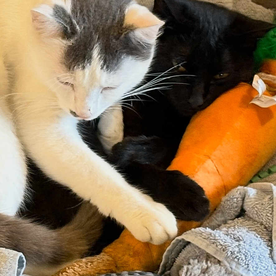 Bo And Luke joined the competition — help win amazing prizes! cat, cats, white_cat, black_cat, plush_toy, carrot_toy, blanket, cozy, sleeping, resting, paw, feline, pet, indoor, cute, snuggling, soft_texture, animal, companions, playful