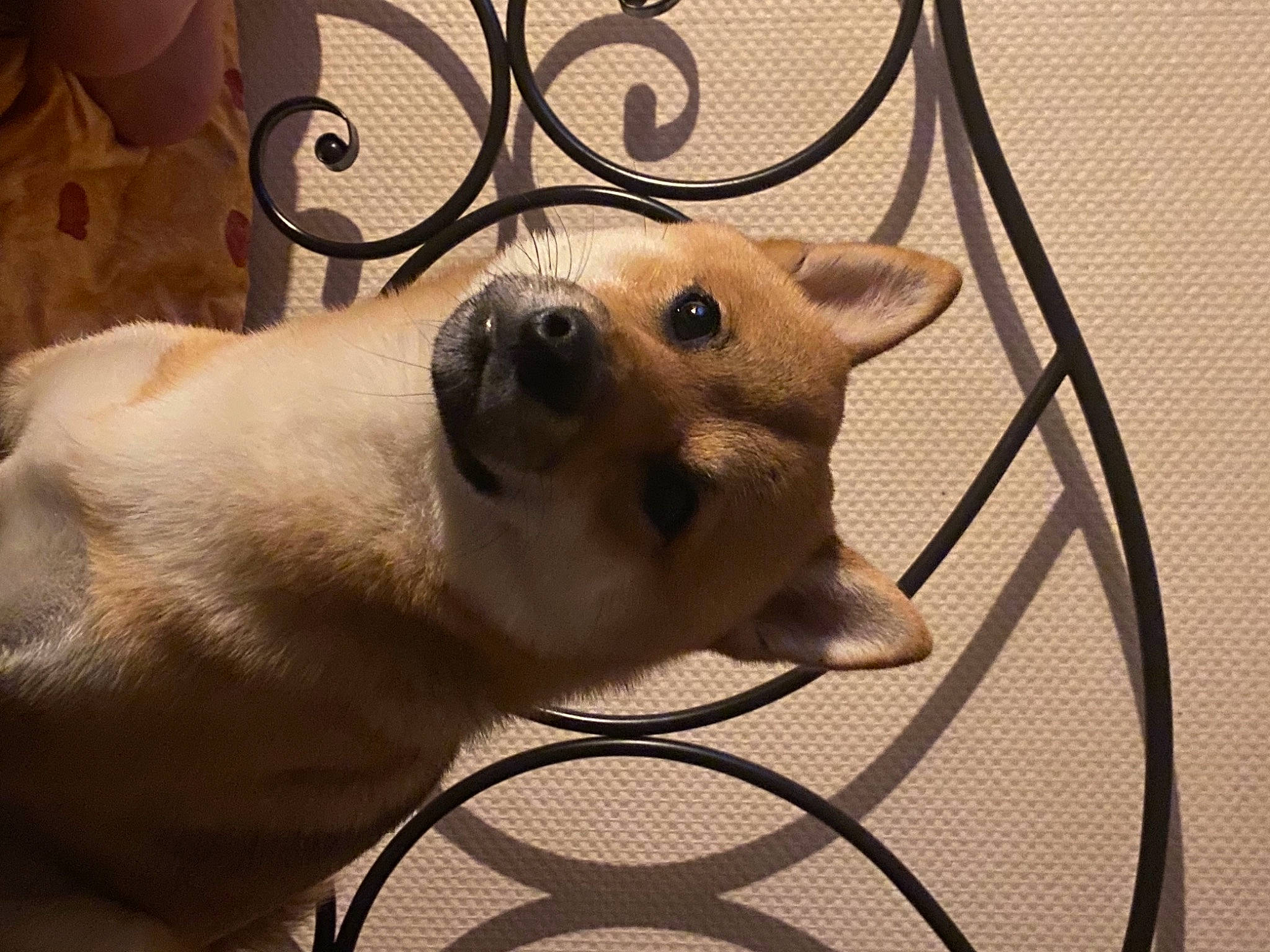 Pakkun a rejoint le concours — aidez-le/la à gagner de superbes lots ! canidae, carnivore, clock, companion_dog, dog, dog_breed, eye, fawn, felidae, head, human_body, paw, pet_supply, snout, sporting_group, tail, terrestrial_animal, whiskers, wood, working_animal