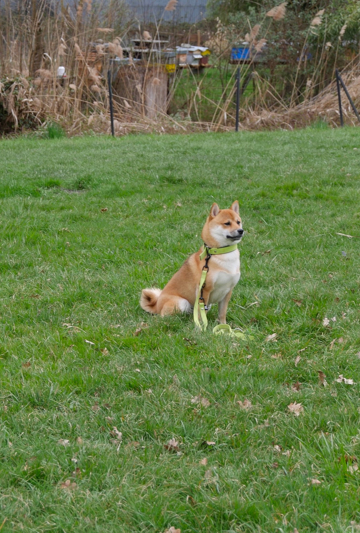 Pakkun a rejoint le concours — aidez-le/la à gagner de superbes lots ! canidae, carnivore, companion_dog, dog, dog_breed, fawn, grass, grassland, groundcover, landscape, meadow, pasture, plant, prairie, sporting_group, tail, terrestrial_animal, tree, wildlife, yard