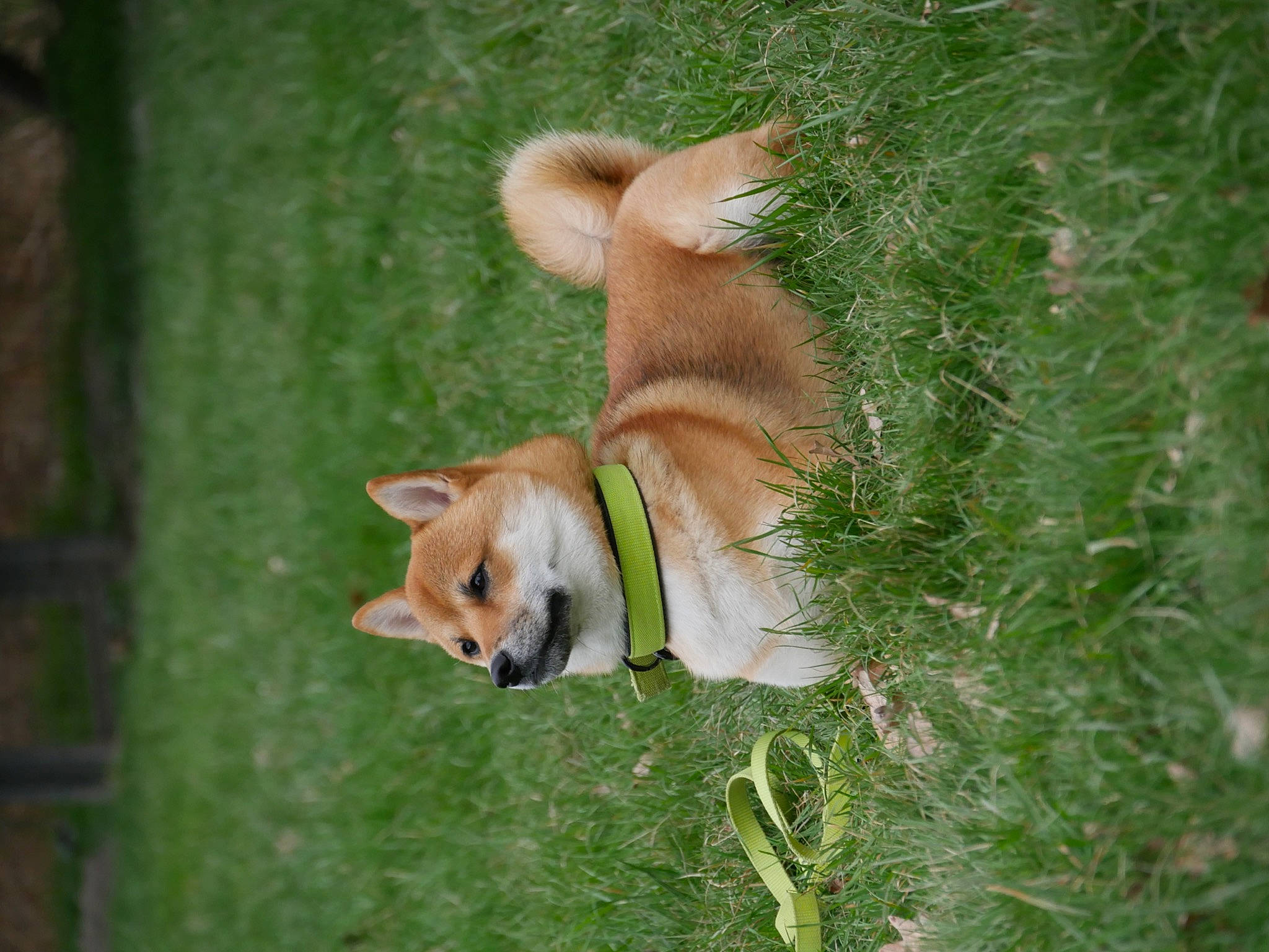 Pakkun a rejoint le concours — aidez-le/la à gagner de superbes lots ! ancient_dog_breeds, canidae, cardigan_welsh_corgi, carnivore, companion_dog, dog, dog_breed, doghouse, fawn, fur, german_spitz_mittel, grass, plant, snout, spitz, sporting_group, street_dog, tail, welsh_corgi, whiskers