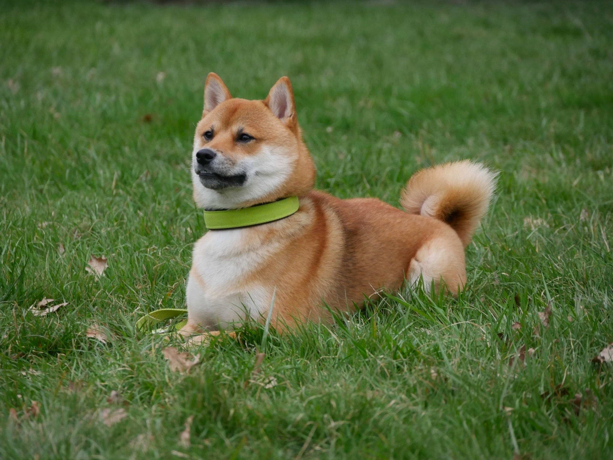 Pakkun a rejoint le concours — aidez-le/la à gagner de superbes lots ! ancient_dog_breeds, canidae, carnivore, collar, companion_dog, dog, dog_breed, dog_supply, fawn, grass, non_sporting_group, plant, snout, spitz, sporting_group, tail, terrestrial_animal