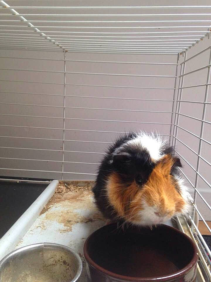 Tonnerre a rejoint le concours — aidez-le/la à gagner de superbes lots ! animal_shelter, cage, cat, felidae, guinea_pig, rodent, whiskers