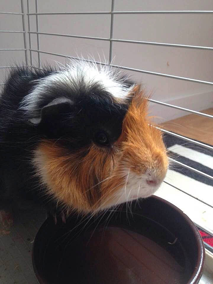 Tonnerre participe au concours pour gagner de l'argent avec cette photo : guinea_pig, rodent, tail