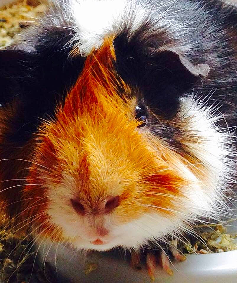 Tonnerre a rejoint le concours — aidez-le/la à gagner de superbes lots ! fawn, guinea_pig, hamster, rodent, snout, whiskers
