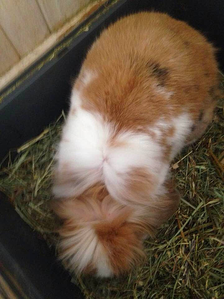 Canine participe au concours pour gagner de l'argent avec cette photo : angora_rabbit, canidae, domestic_rabbit, ear, fawn, fur, guinea_pig, rabbit, rabbits_and_hares, shih_tzu, tail