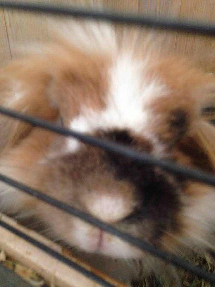 Canine participe au concours pour gagner de l'argent avec cette photo : animal_shelter, canidae, carnivore, companion_dog, dog, dog_breed, fawn, fur, nose, pomeranian, puppy, shih_tzu, snout, toy_dog, whiskers