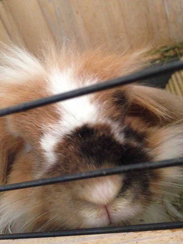 Canine a rejoint le concours — aidez-le/la à gagner de superbes lots ! canidae, carnivore, dog_breed, fawn, liver, shih_tzu, snout, whiskers