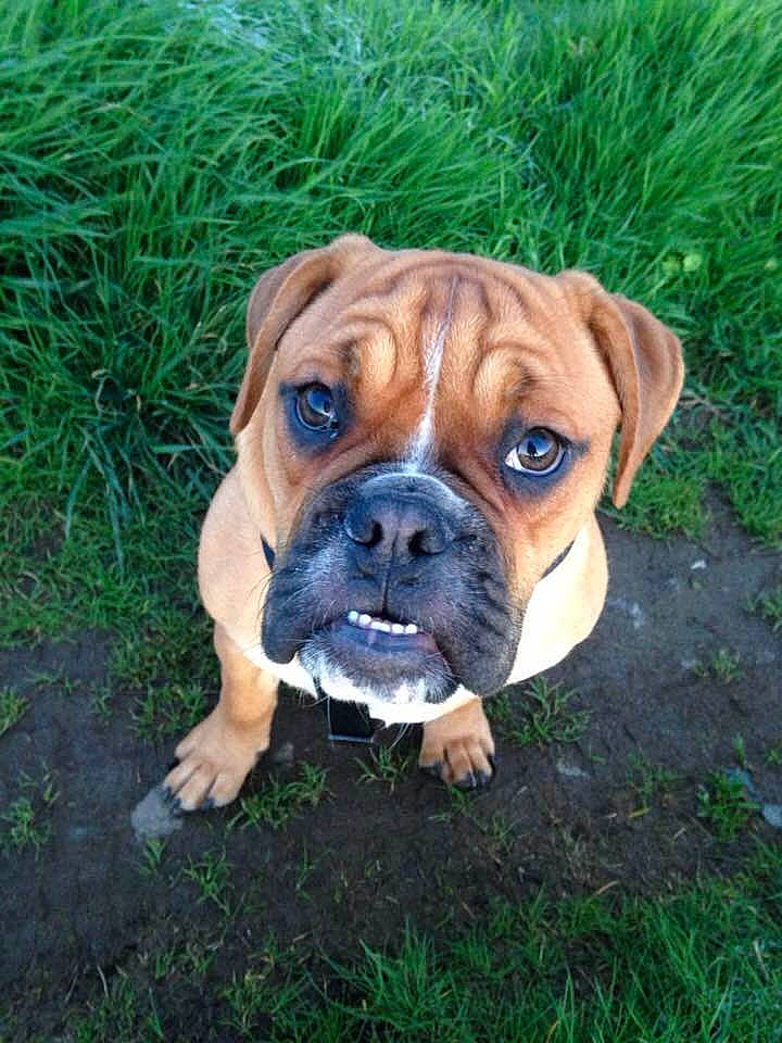 Thelma a rejoint le concours — aidez-le/la à gagner de superbes lots ! australian_bulldog, boxer, british_bulldogs, bulldog, bullmastiff, canidae, carnivore, companion_dog, dog, dog_breed, dorset_olde_tyme_bulldogge, grass, mammal, old_english_bulldog, olde_english_bulldogge, perro_de_presa_mallorquin, renascence_bulldogge, snout, valley_bulldog, vertebrate