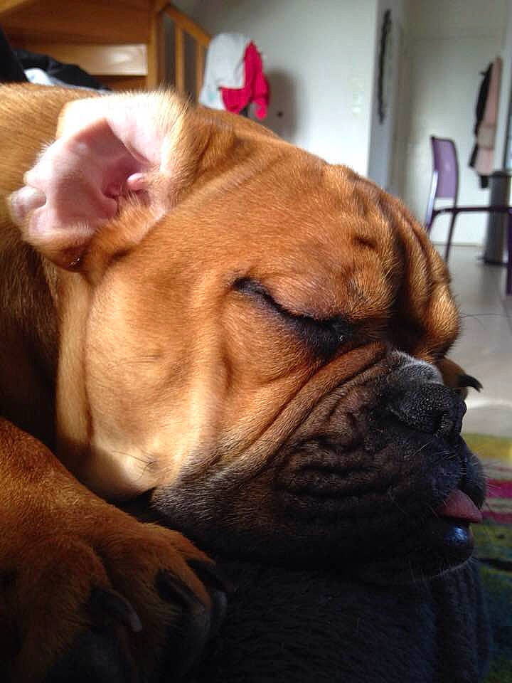 Thelma participe au concours pour gagner de l'argent avec cette photo : australian_bulldog, british_bulldogs, bulldog, bullmastiff, canidae, carnivore, companion_dog, dog, dog_breed, dogue_de_bordeaux, korean_mastiff, mammal, nose, old_english_bulldog, olde_english_bulldogge, ori_pei, skin, snout, vertebrate, wrinkle