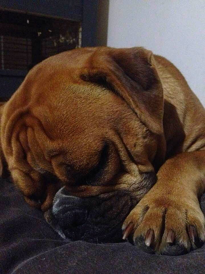 Thelma a rejoint le concours — aidez-le/la à gagner de superbes lots ! australian_bulldog, british_bulldogs, bulldog, canidae, carnivore, companion_dog, dog, dog_breed, dogue_de_bordeaux, english_mastiff, fawn, korean_mastiff, mammal, nap, old_english_bulldog, olde_english_bulldogge, ori_pei, snout, vertebrate, wrinkle