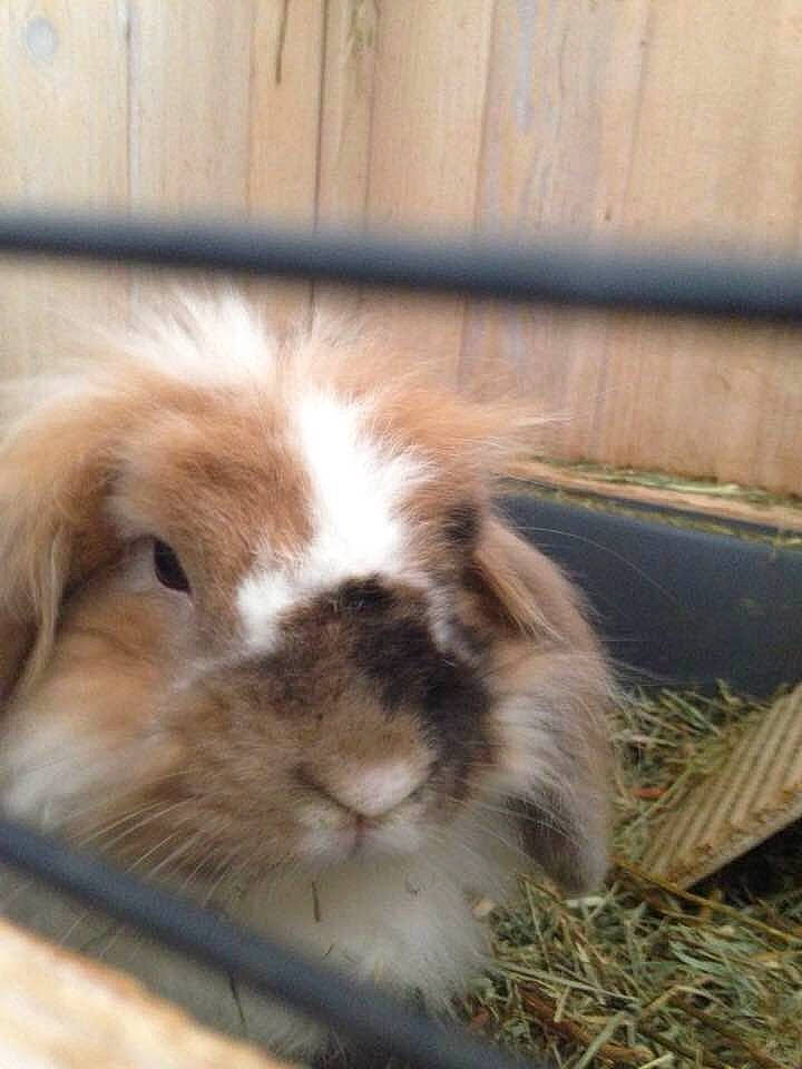 Salvador a rejoint le concours — aidez-le/la à gagner de superbes lots ! angora_rabbit, domestic_rabbit, ear, fawn, guinea_pig, mammal, rabbit, rabbits_and_hares, rodent, snout, vertebrate, whiskers