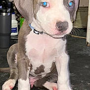 Storm joined the competition — help win amazing prizes! puppy, dog, animal, pet, indoor, sitting, white_fur, gray_fur, large_paws, floppy_ears, young_dog, cute, floor, collar, close_up, looking_away, household, background, flash_reflection, adorable