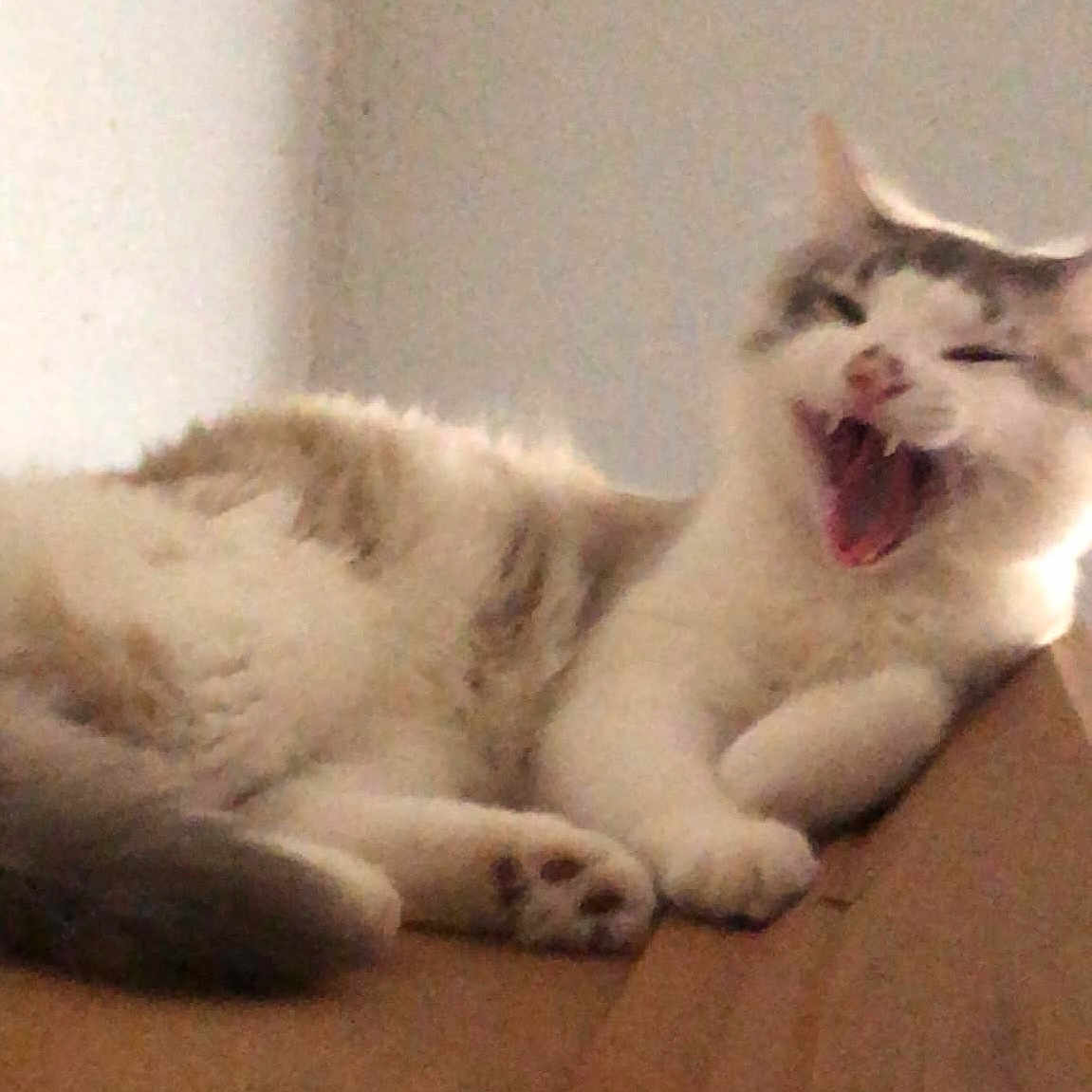 Frankee is registered to the contest to win money with this photo: abyssinian, angora, animal, bodypart, cat, chair, couch, egyptiancat, furniture, kitten, manx, mouth, person, pet, siamese, sleeping, teeth