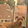 dog, window, cushion, rooftop, streetlamp, tan_dog, indoor, resting, looking, pet, home, daylight, urban, quiet, relaxed, fur, ears, animal, portrait, calm
