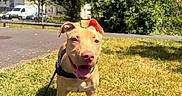 Lya participe au concours pour gagner de l'argent avec cette photo : animal, canine, daylight, dog, ears, grass, happy, leash, nature, outdoor, park, pet, playful, sidewalk, smiling, suburban, sunny, tongue, trees, vehicle