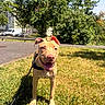 dog, leash, grass, sunny, outdoor, pet, animal, happy, ears, tongue, suburban, trees, sidewalk, vehicle, daylight, nature, canine, smiling, playful, park