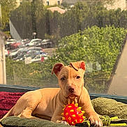 Lya a rejoint le concours — aidez-le/la à gagner de superbes lots ! puppy, dog, toy, bed, window, sunlight, indoor, pet, tan, cute, relaxed, cozy, floor, animal, playful, young, domestic_animal, resting, looking_at_camera, house
