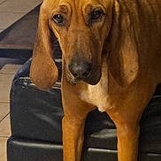 Chopper participe au concours pour gagner de l'argent avec cette photo : dog, brown_dog, large_dog, ears, floor, tile_floor, couch, black_couch, table, wooden_table, brick_wall, indoor, pet, animal, canine, fur, paws, nails, looking, standing