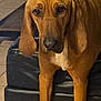 dog, brown_dog, large_dog, ears, floor, tile_floor, couch, black_couch, table, wooden_table, brick_wall, indoor, pet, animal, canine, fur, paws, nails, looking, standing