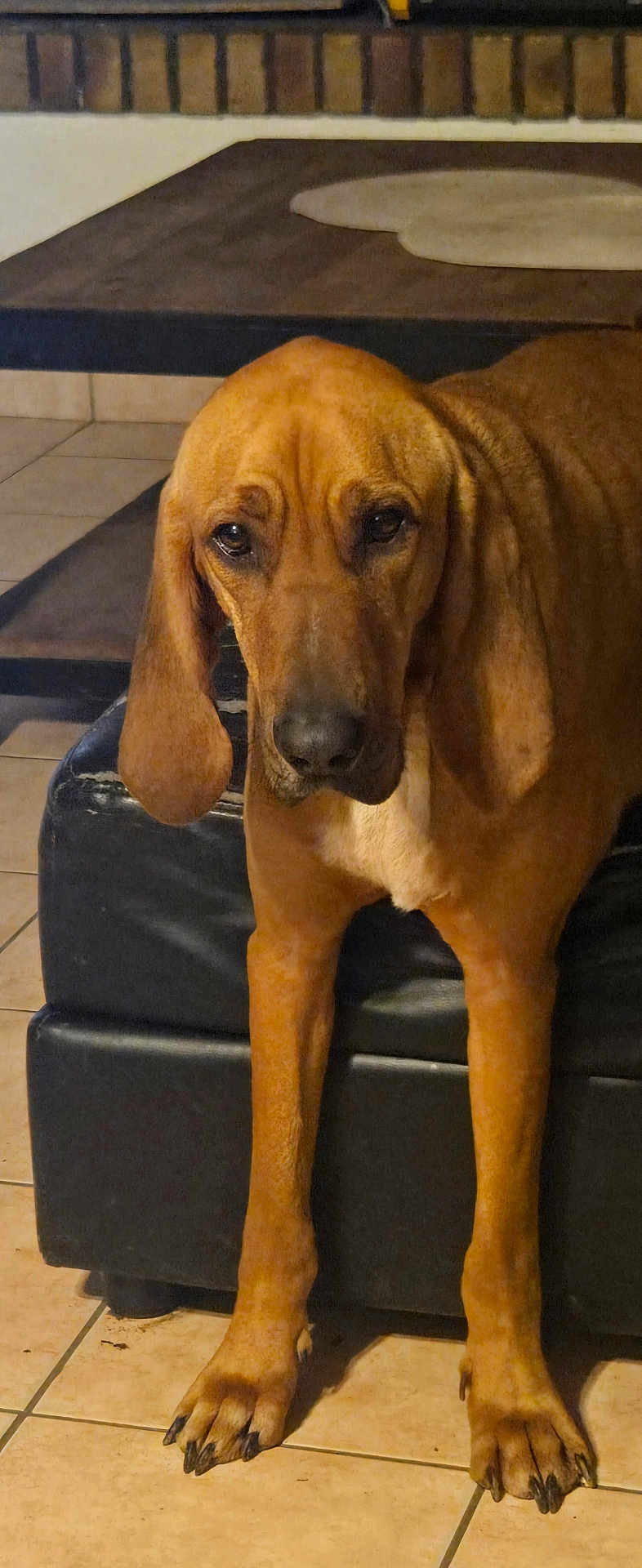 Chopper participe au concours pour gagner de l'argent avec cette photo : dog, brown_dog, large_dog, ears, floor, tile_floor, couch, black_couch, table, wooden_table, brick_wall, indoor, pet, animal, canine, fur, paws, nails, looking, standing