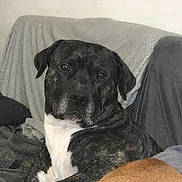 Billy a rejoint le concours — aidez-le/la à gagner de superbes lots ! dog, brindle, sofa, indoor, pet, canine, resting, white_chest, brown, fur, animal, companion, cozy, relaxed, home, portrait, two_dogs, couch, looking, domestic