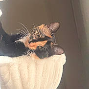 Mama joined the competition — help win amazing prizes! cat, calico_cat, pet, feline, animal, whiskers, green_eyes, pointed_ears, fur, black_fur, orange_fur, white_fur, upside_down, hammock, soft_blanket, cozy, indoor, close_up, portrait, relaxed