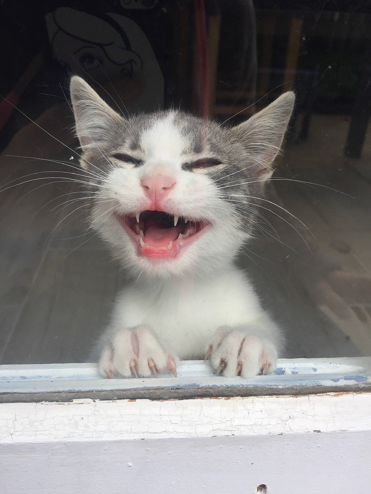 Choupi participe au concours pour gagner de l'argent avec cette photo : carnivore, cat, claw, domestic_short_haired_cat, fang, felidae, fur, grey, jaw, paw, photo_caption, road_surface, small_to_medium_sized_cats, snout, tail, terrestrial_animal, whiskers, window, yawn