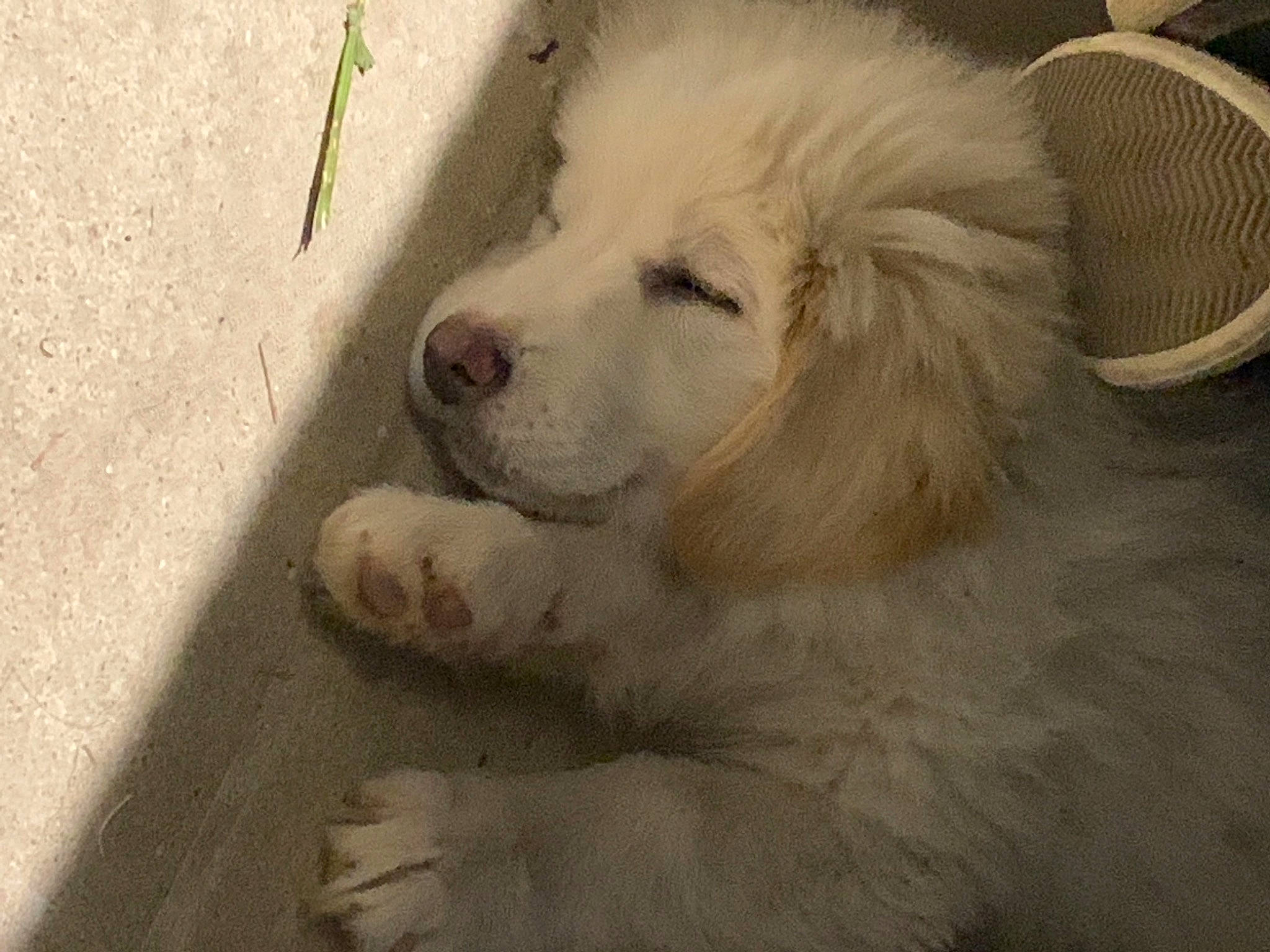 Lola participe au concours pour gagner de l'argent avec cette photo : ancient_dog_breeds, canidae, carnivore, companion_dog, dog, dog_breed, fur, great_pyrenees, kitchen_utensil, kuvasz, livestock_guardian_dog, maremma_sheepdog, polish_tatra_sheepdog, slovak_cuvac, snout, sporting_group, terrestrial_animal, whiskers, working_animal, working_dog