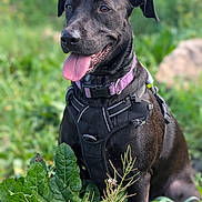 Baïka a rejoint le concours — aidez-le/la à gagner de superbes lots ! dog, black_dog, purple_collar, harness, tongue_out, greenery, plants, flowers, outdoor, nature, happy, pet, animal, grass, summer, sunlight, portrait, sitting, canine, closeup