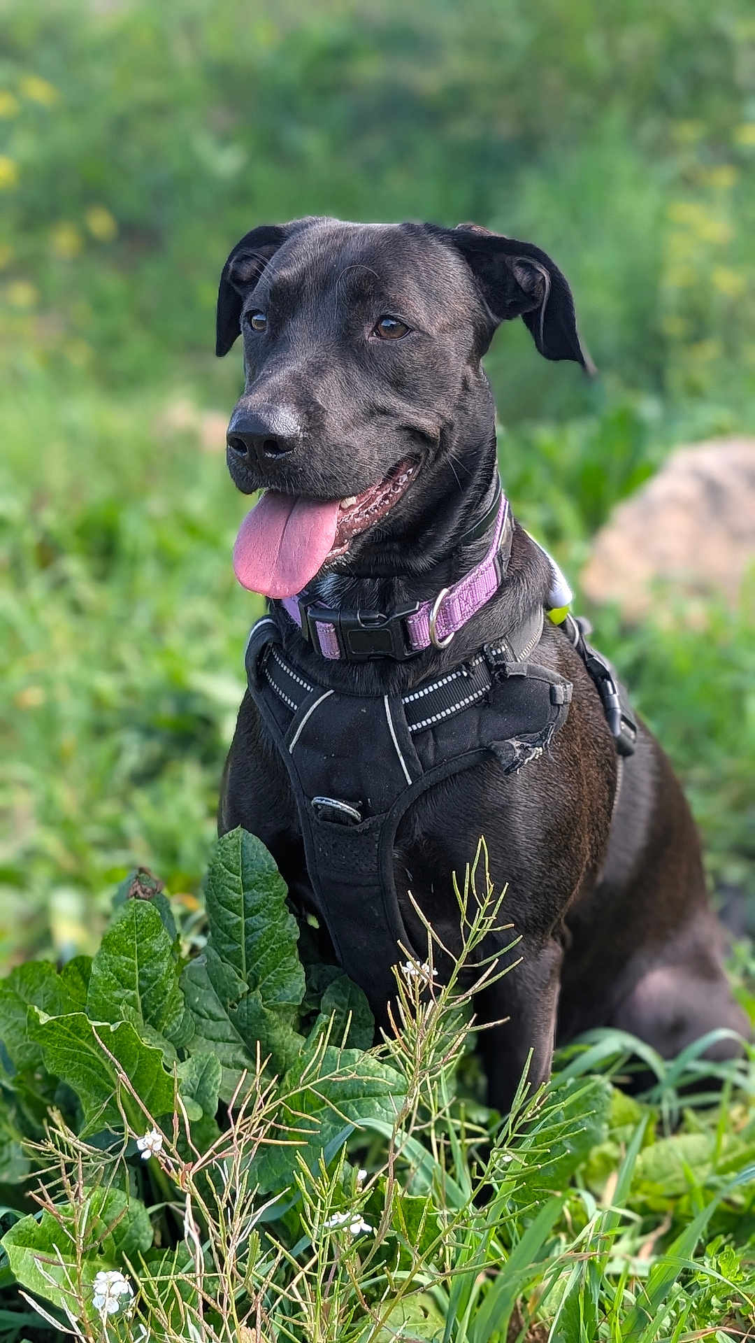 Baïka a rejoint le concours — aidez-le/la à gagner de superbes lots ! dog, black_dog, purple_collar, harness, tongue_out, greenery, plants, flowers, outdoor, nature, happy, pet, animal, grass, summer, sunlight, portrait, sitting, canine, closeup
