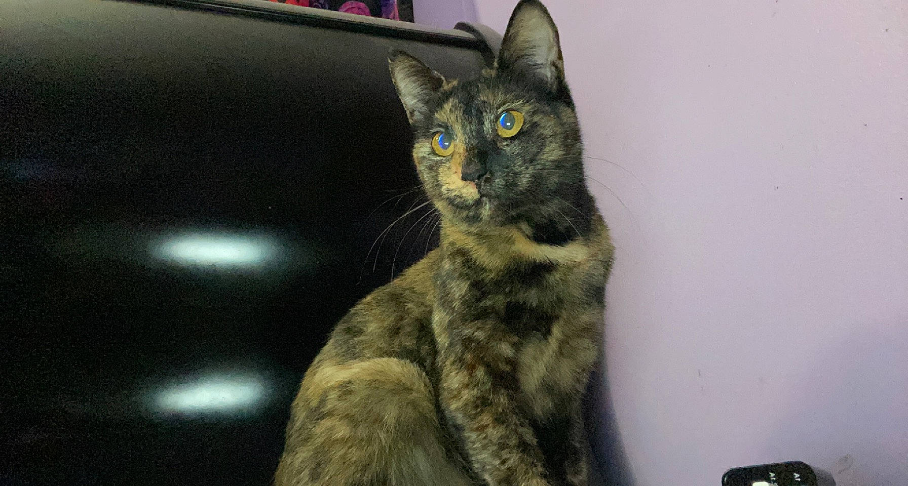 Avery joined the competition — help win amazing prizes! camera, carnivore, cat, domestic_short_haired_cat, felidae, fur, small_to_medium_sized_cats, snout, tail, terrestrial_animal, whiskers, wildlife