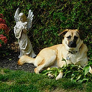 Mandy joined the competition — help win amazing prizes! dog, garden, statue, angel, plants, flowers, greenery, grass, outdoor, pet, animal, lawn, sculpture, leaves, fence, nature, sunlight, canine, resting, collar